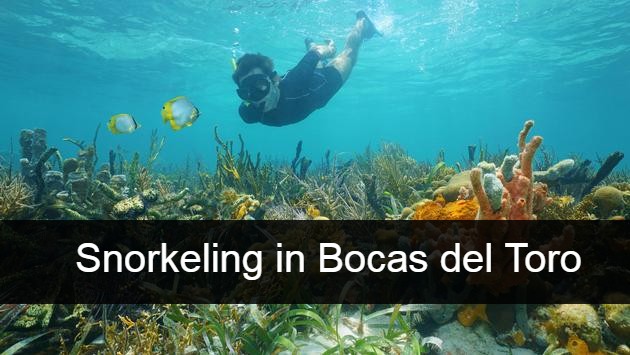 snorkeling in Bocas del Toro (1)